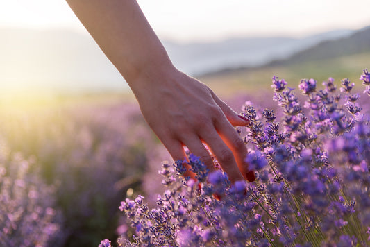 What Are the Possible Benefits of Lavender?