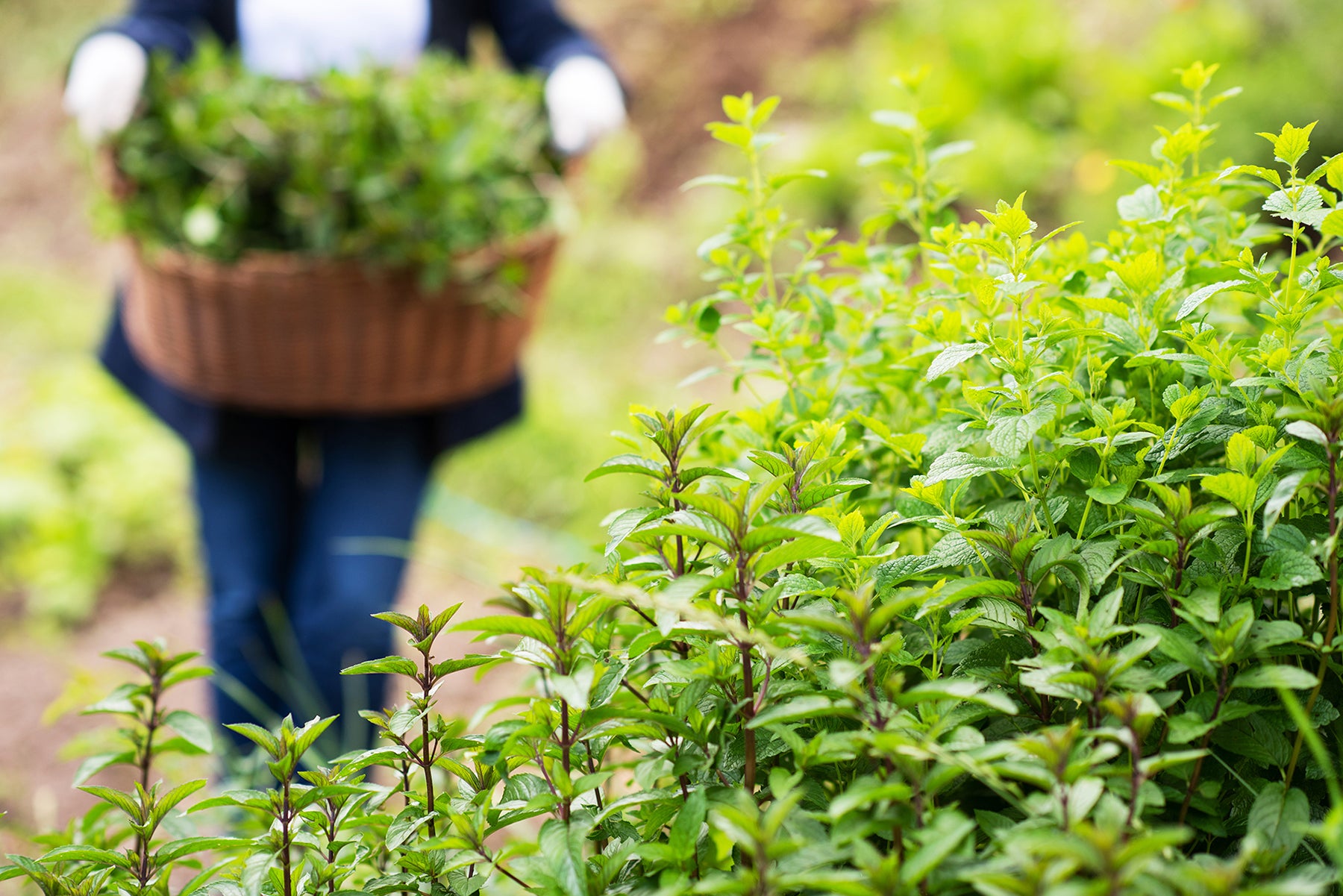 Health Benefits of Peppermint