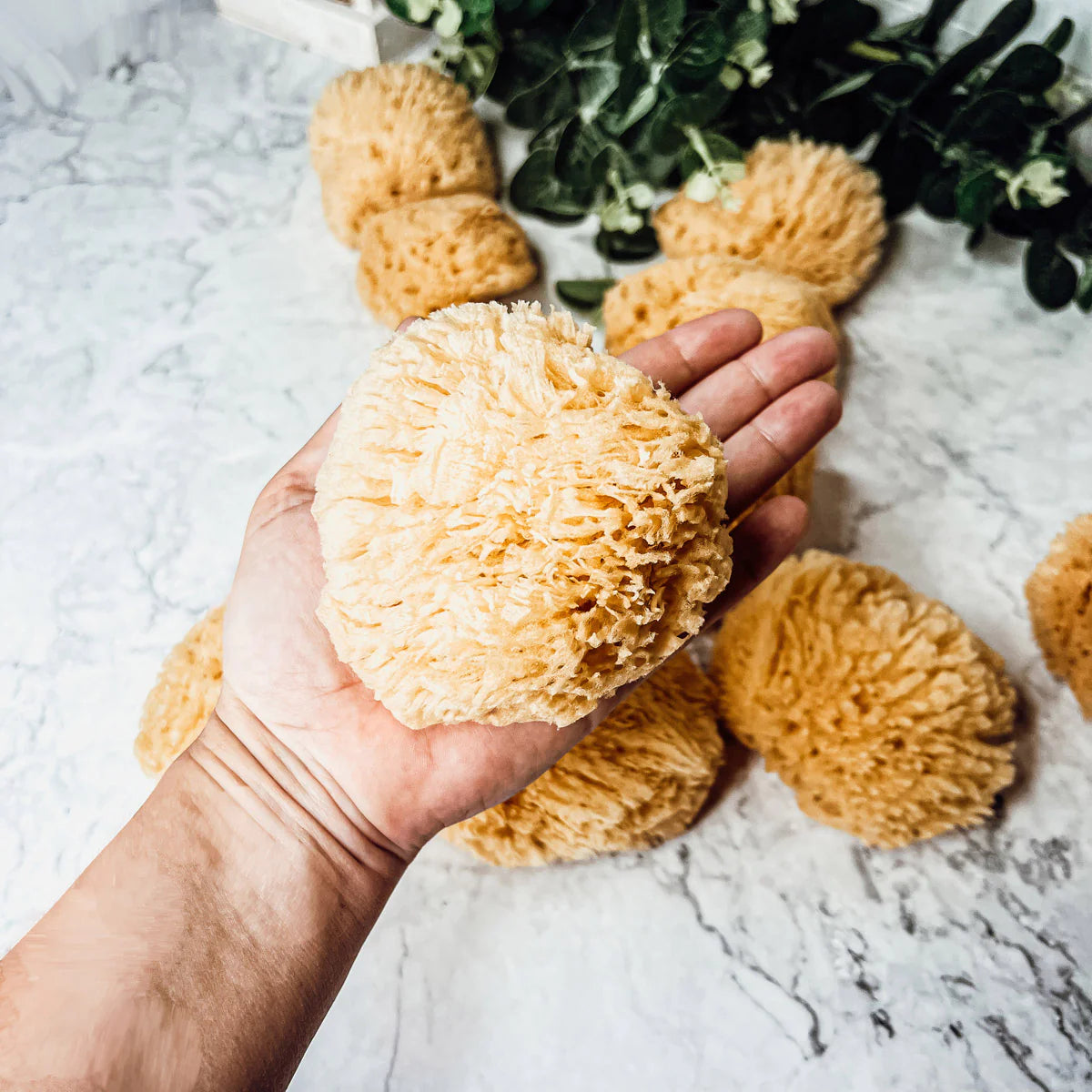 Dead Sea Sponge - Sacksy Thyme  